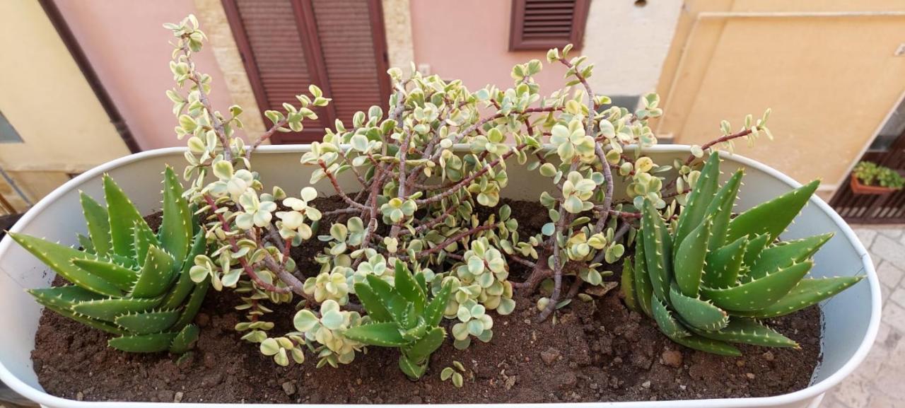 Maretto Suite برينديسي المظهر الخارجي الصورة
